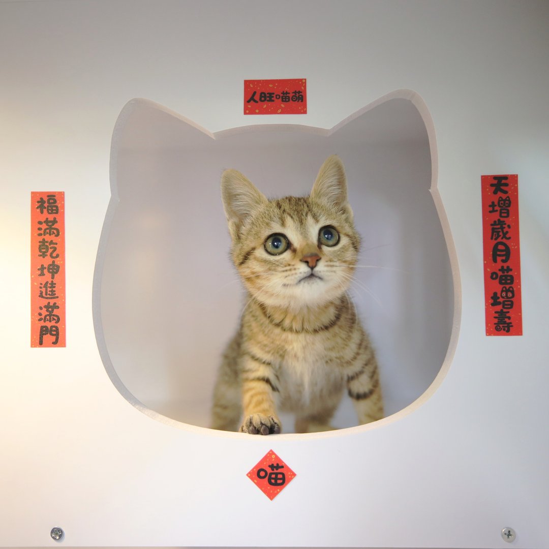 对联 新年 春联 猫屋 猫 猫窝 猫砂盆 新年装饰 门贴 墙贴 法斗 - 其他 - 纸 红色