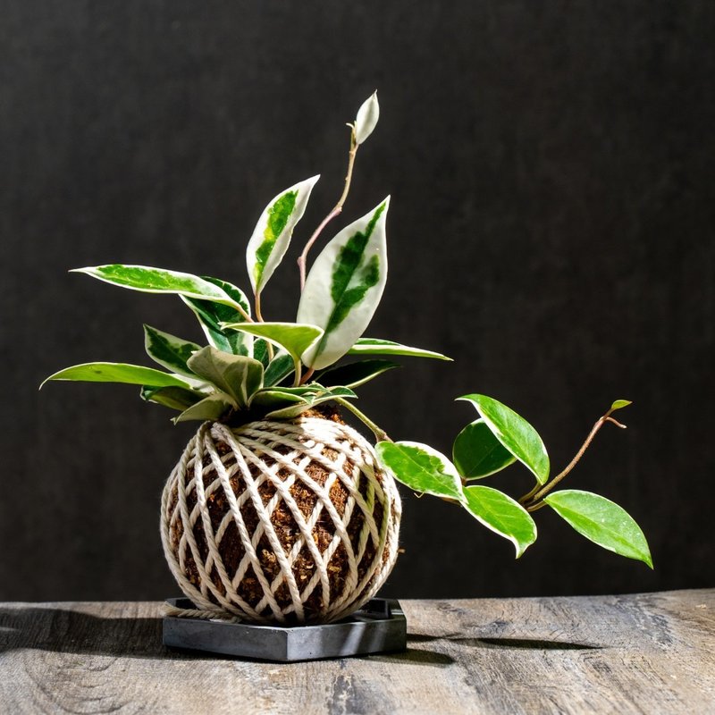 班叶球兰苔球 苔球植物 苔玉 室内植物 办公室植物 交换礼物 - 植栽/盆栽 - 植物．花 