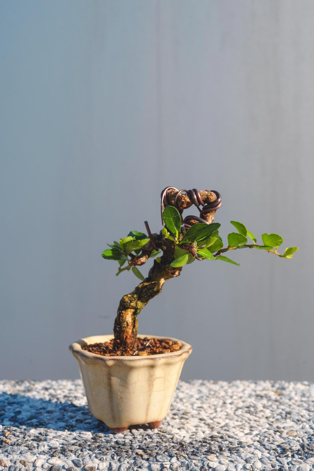 弯曲变化牛港刺迷你盆栽 迷你盆景 植栽 微型盆栽 会开花结果 - 植栽/盆栽 - 植物．花 绿色