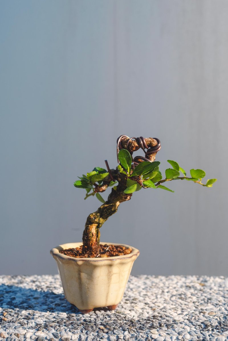 弯曲变化牛港刺迷你盆栽 迷你盆景 植栽 微型盆栽 会开花结果 - 植栽/盆栽 - 植物．花 绿色