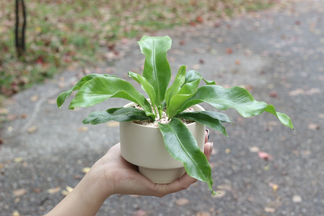 土培植栽│山苏_室内植物 办公室盆栽 店内布置 送礼 - 植栽/盆栽 - 陶 