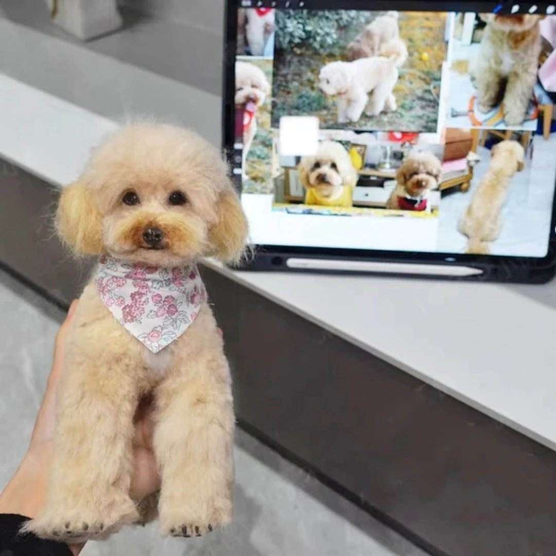 定制 逼真犬 毛孩 宠物 贵宾犬 羊毛毡 娃娃 似颜绘 纪念 狗狗 j3 - 玩具 - 羊毛 多色