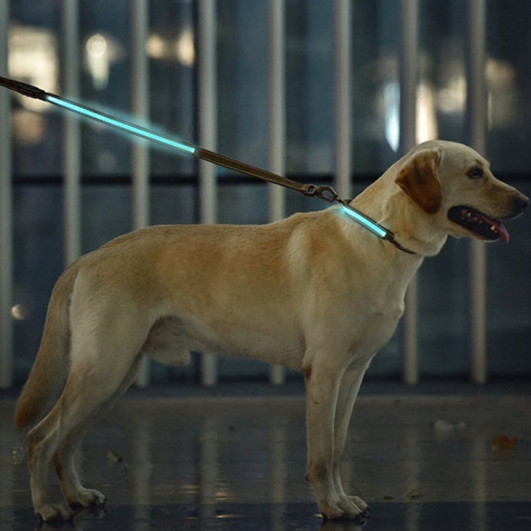 【DOGNESS多尼斯】LED彩光系列宠物牵引绳(4色) - 项圈/牵绳 - 其他材质 多色