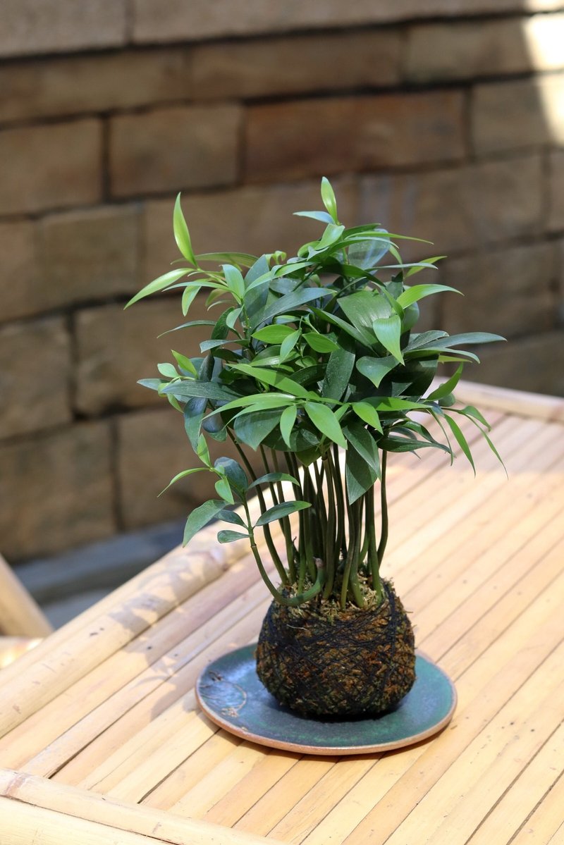 植栽苔玉 竹柏 - 植栽/盆栽 - 植物．花 绿色