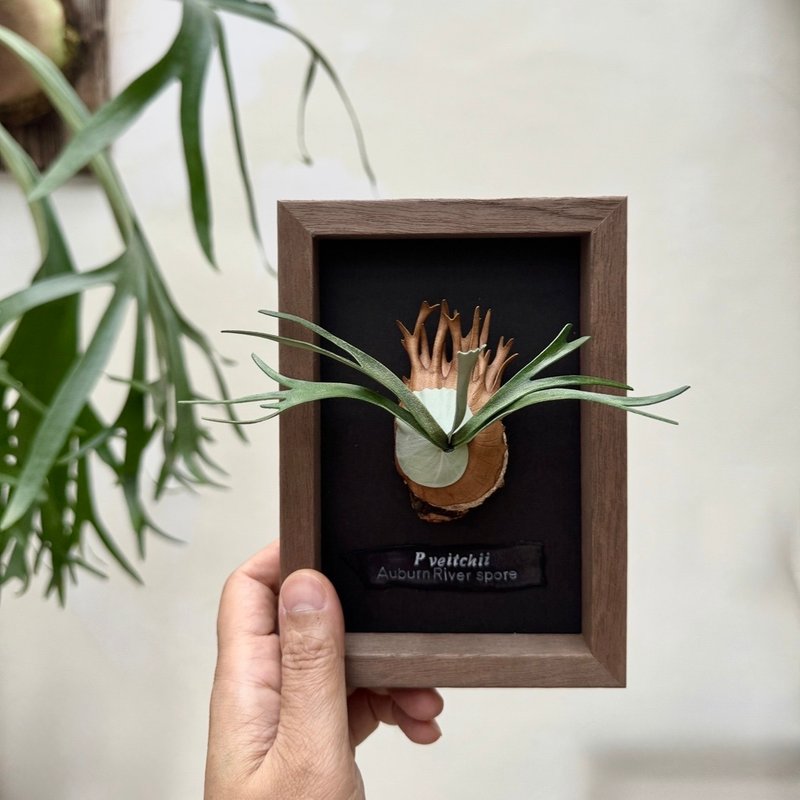 皮革制 P. veitchii 立叶银鹿相框_送礼/收藏 - 摆饰 - 真皮 