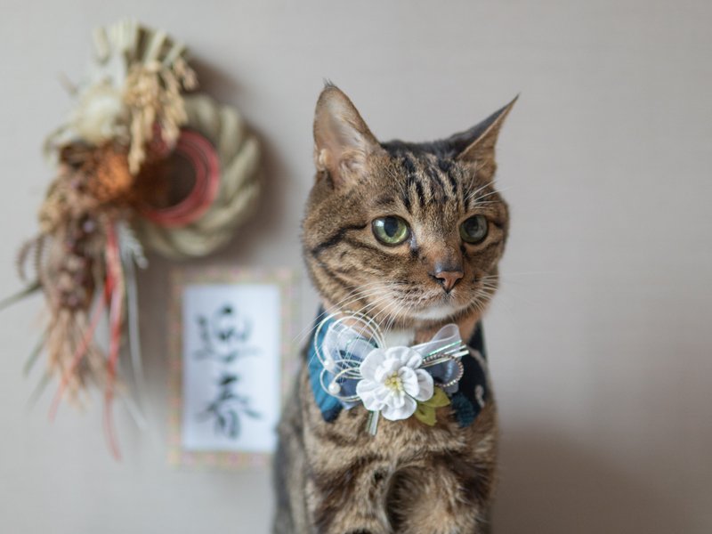 【2026新年】宠物领巾 猫咪/狗狗 椿领巾 - 白 - 项圈/牵绳 - 棉．麻 白色