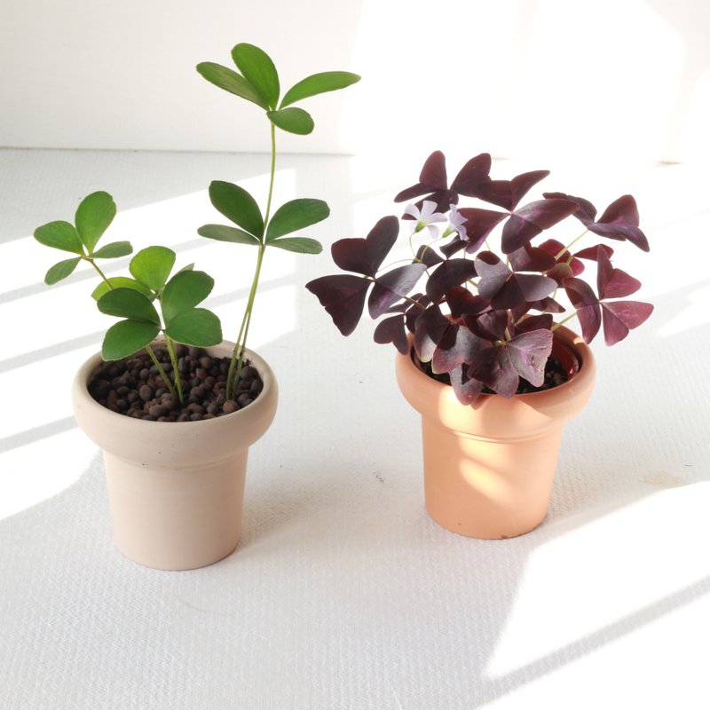 植栽 盆栽 l 紫色酢酱草 冰淇淋杯陶器 紫色蝴蝶翅膀叶片 散光 - 植栽/盆栽 - 陶 
