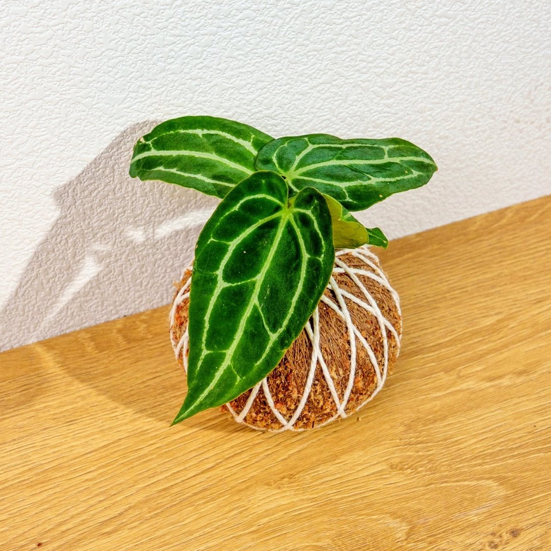 苔球植物 水晶花烛苔球 苔玉 礼物 送礼 桌上盆栽 - 植栽/盆栽 - 植物．花 绿色