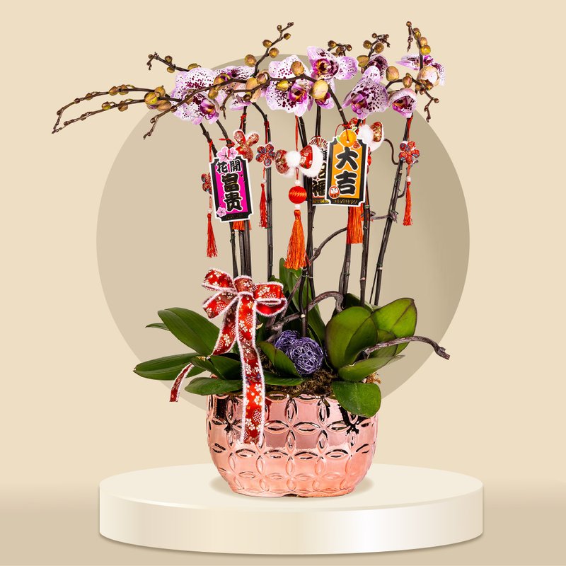 大花蝴蝶兰鸿运财神10棵 (GF00063) 兰花 新春兰花 年花 自家兰 - 植栽/盆栽 - 植物．花 