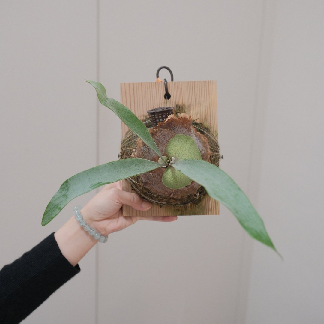 银鹿(白金)鹿角蕨 - 植栽/盆栽 - 植物．花 
