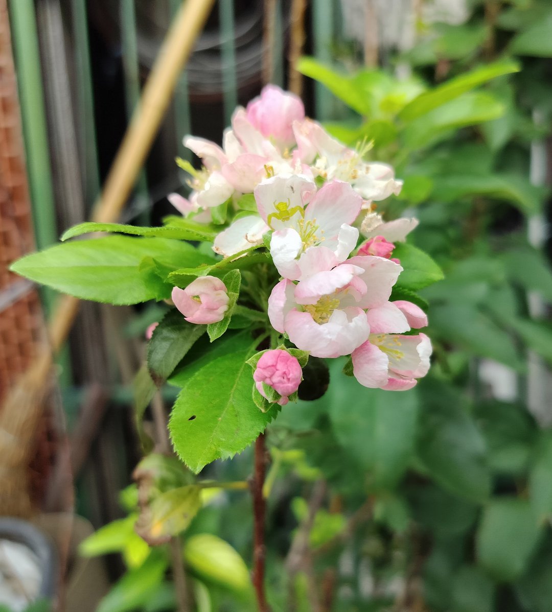 水泥盆栽--一才海棠   植物 盆栽 - 植栽/盆栽 - 植物．花 
