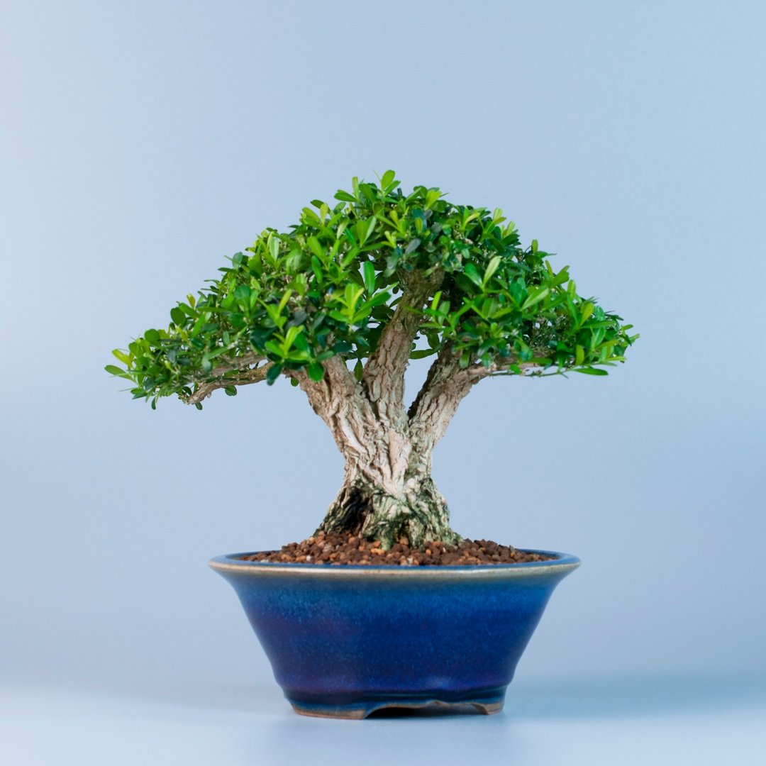 【小品盆景】金柳 雀舌黄杨 推荐盆景 - 植栽/盆栽 - 植物．花 