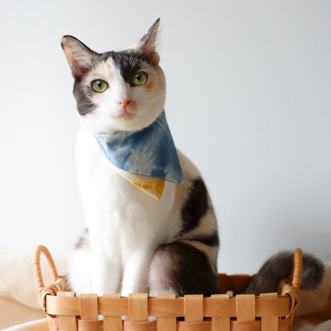 Mood Indigo - Breakaway cat collar & Two-Tone Bandana - 项圈/牵绳 - 棉 蓝色