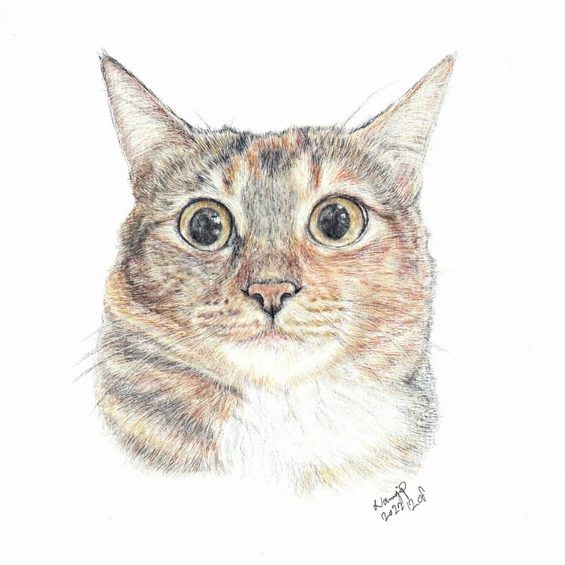 【定制】宠物手绘 | 唐猫 | 三色猫 | 似颜绘 | 画 | 猫 - 海报/装饰画/版画 - 纸 