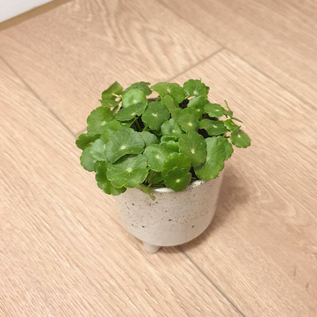 铜钱草 室内盆栽 净化空气 - 植栽/盆栽 - 陶 绿色