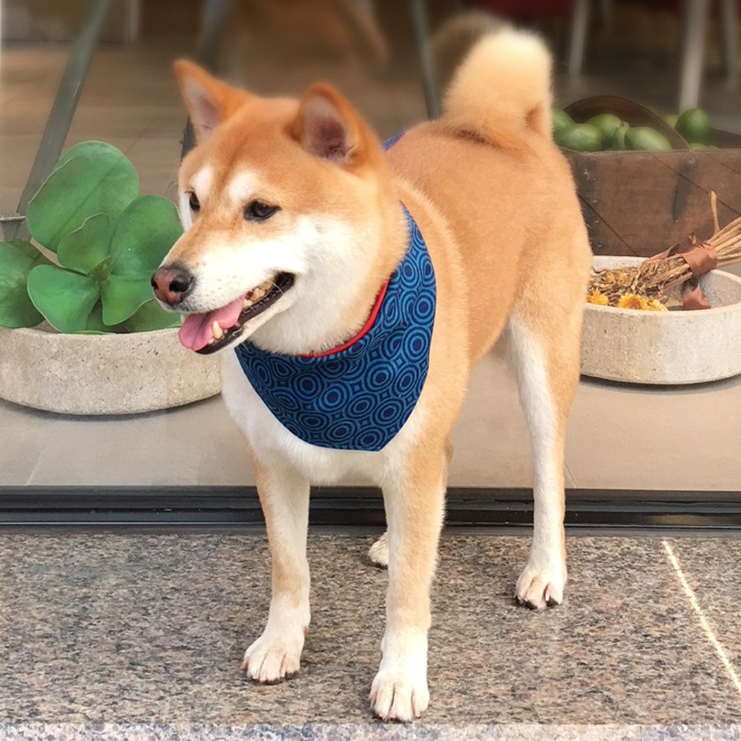 狗狗专属名领巾-定制化(中型犬)- 蓝圈圈 - 项圈/牵绳 - 棉．麻 蓝色