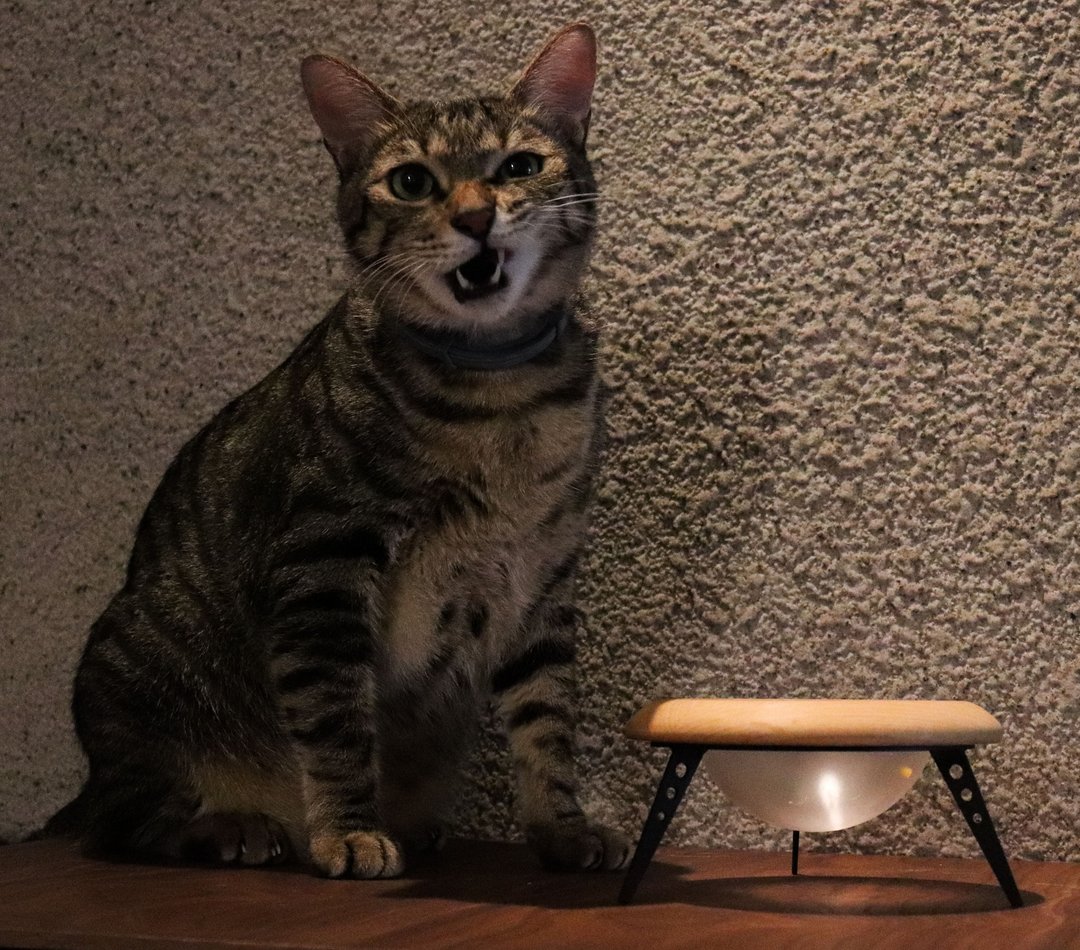 UFO BOWL 飞碟碗架 平光白 造型宠物碗架  台湾制,猫碗,宠物碗 - 碗/碗架 - 木头 