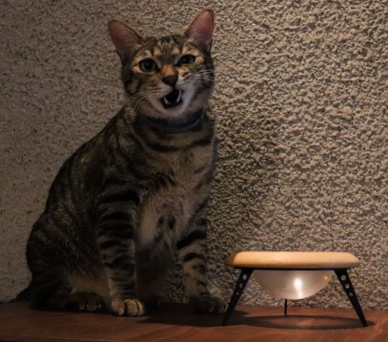 UFO BOWL 飞碟碗架 平光白 造型宠物碗架  台湾制,猫碗,宠物碗 - 碗/碗架 - 木头 