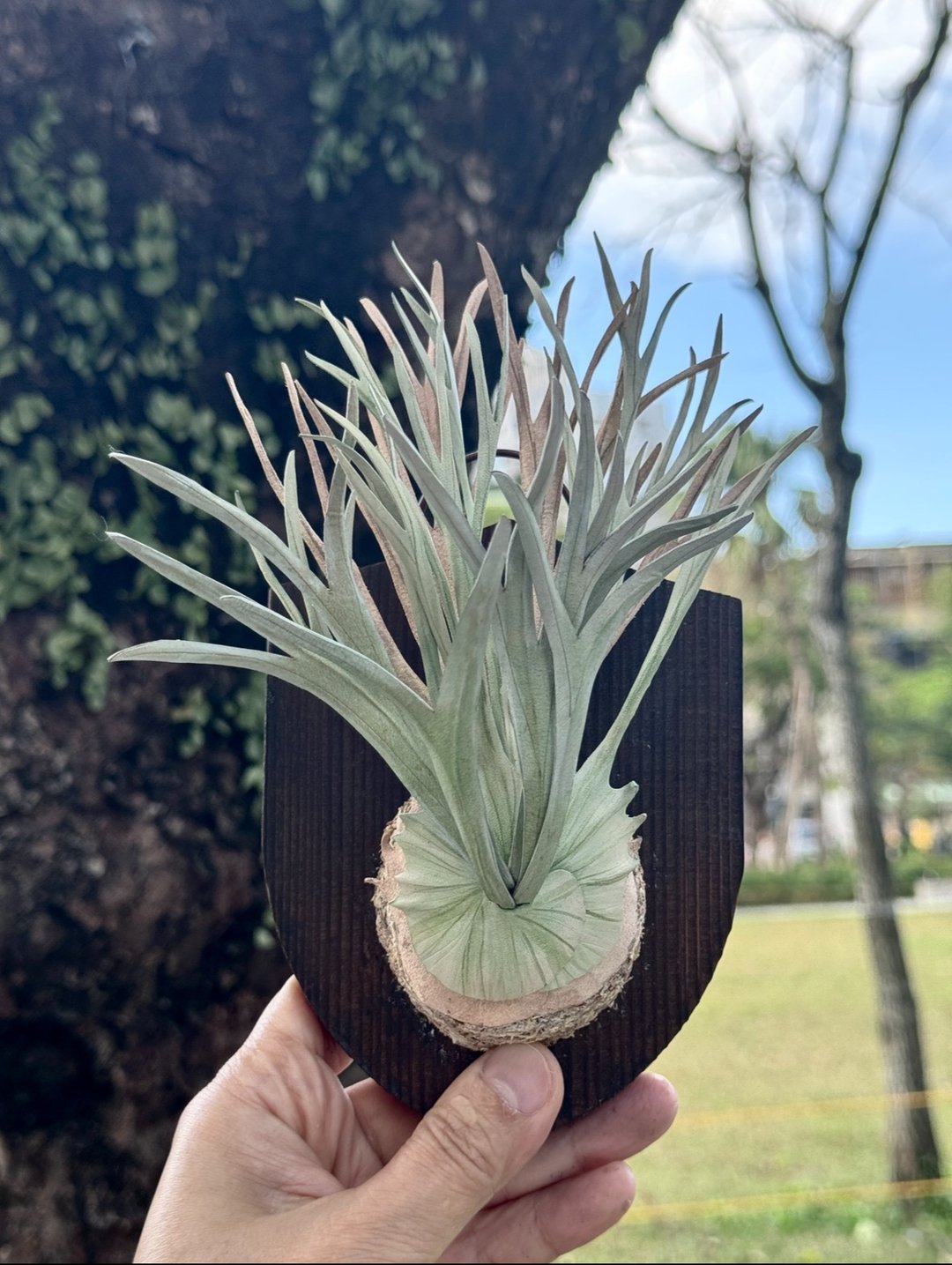 皮革制 P. veitchii Auburn River 澳银鹿角蕨 - 送礼/收藏 - 摆饰 - 真皮 