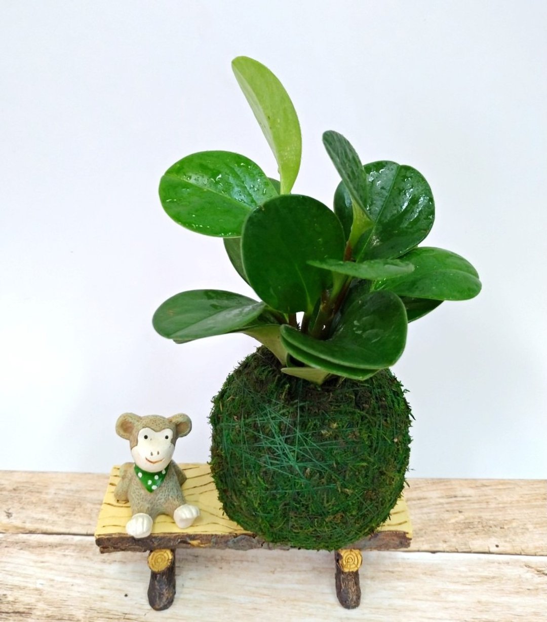 居家幸福苔球 苔玉 绿色水苔 五行幸运植物 圆叶椒草 - 植栽 - 植物．花 