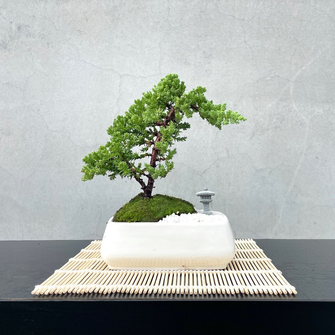 小品盆栽 - 日式庭院松组合 送礼 开幕 06 - 植栽/盆栽 - 植物．花 