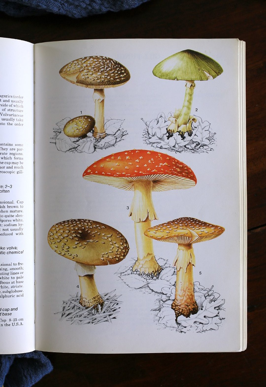 【现货到】英国 1979s // 蘑菇 复古老书 // No.4 香菇 书刊 图鉴 - 刊物/书籍 - 纸 金色