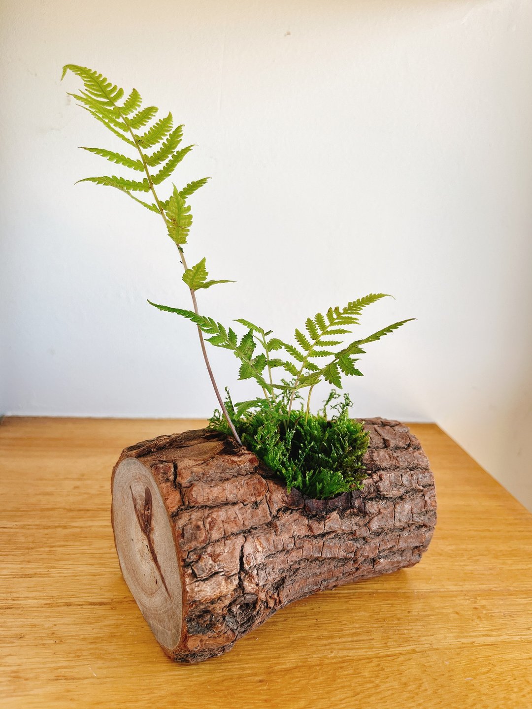 纯自然 树上蕨类 树干 蕨 盆栽 摆饰 送礼 potted plants - 植栽/盆栽 - 木头 绿色