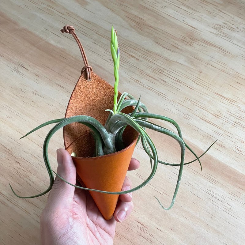 空气凤梨专用盆器甜筒 - 植栽/盆栽 - 真皮 多色