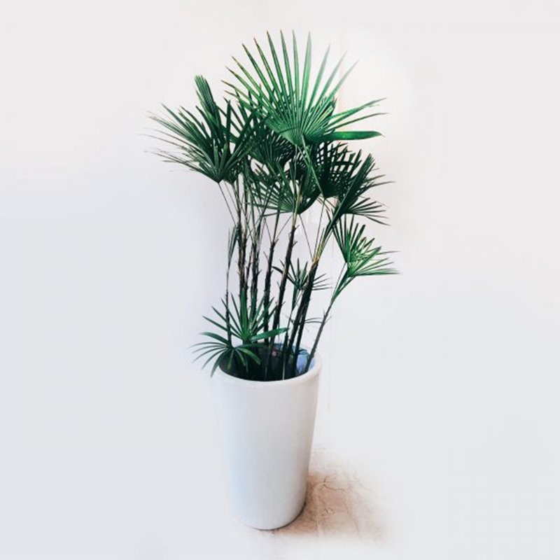 开幕首选盆栽-细叶棕榈 - 植栽/盆栽 - 植物．花 