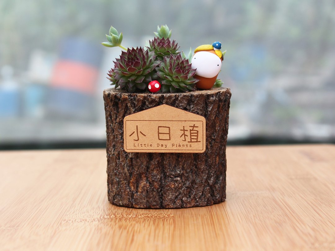 l小日植l 多肉植物 蔓莲卷绢原木盆 - 植栽/盆栽 - 木头 绿色