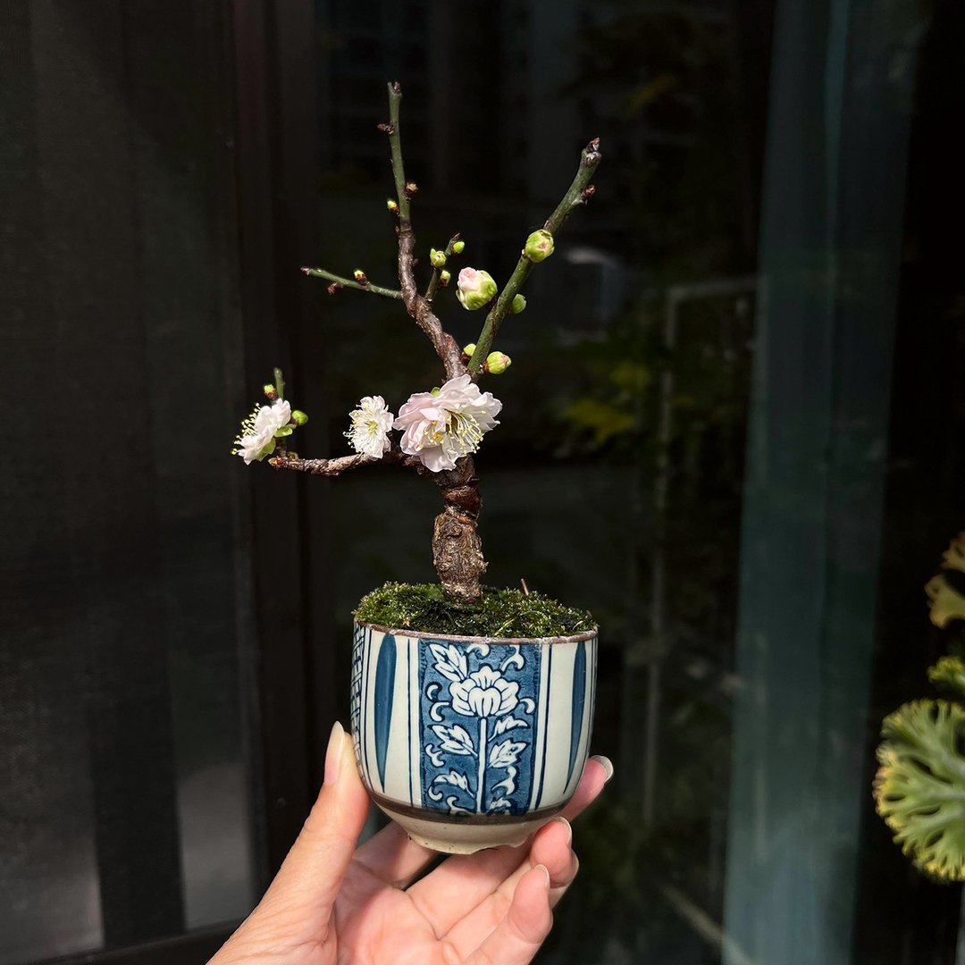 日本八重祭笠梅∣珍稀 迷你梅花盆栽 密集花芽 - 植栽/盆栽 - 陶 