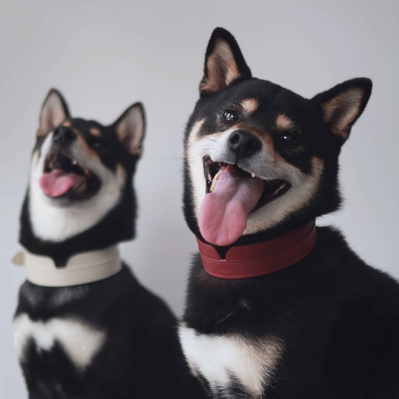 宠物项圈，国语项圈，真皮软皮，刻名字，轻便的狗和猫项圈。 - 项圈/牵绳 - 真皮 红色