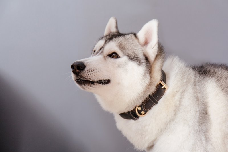 【MYZOO】黑牛皮革项圈 BUDDY - 项圈/牵绳 - 真皮 黑色