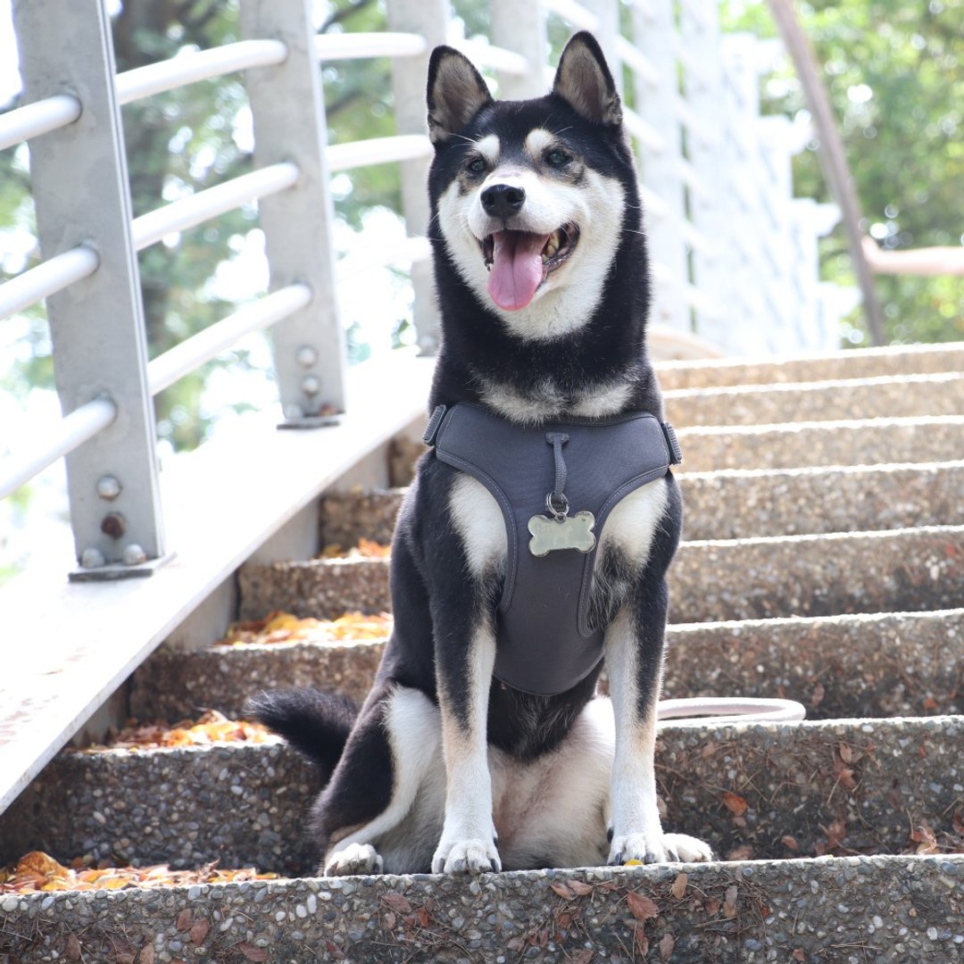 URBAN HARNESS (EASY FIT) 宠物包覆式简易胸背带 灰 - 项圈/牵绳 - 尼龙 灰色