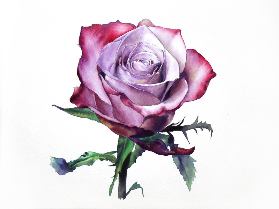 Rose original watercolor painting by artist Irina Zhunaeva - 墙贴/壁贴 - 纸 多色