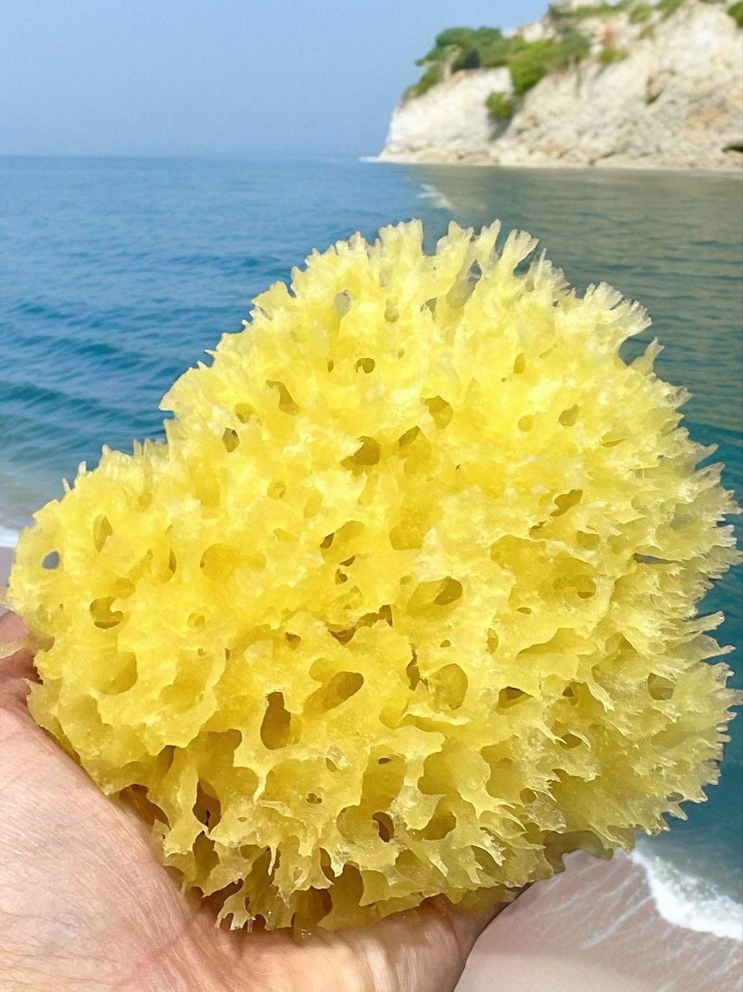 希腊天然海绵 - 沐浴用品 - 其他材质 黄色