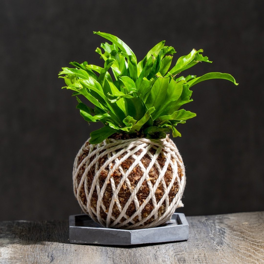 鹿角山苏苔球 苔球植物 苔玉 室内植物 办公室植物 交换礼物 - 植栽/盆栽 - 植物．花 