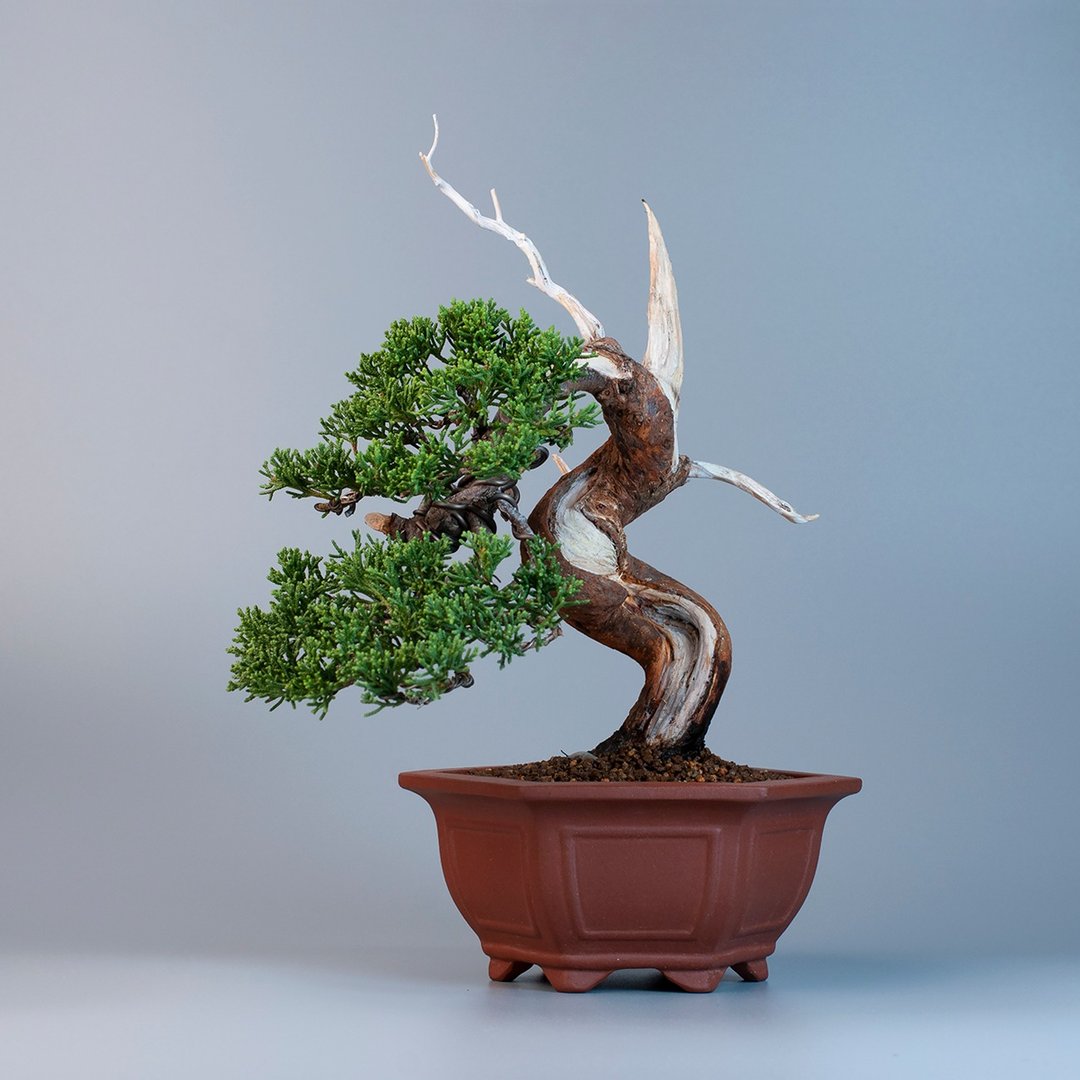 【空间摆设】系鱼川真柏 精品盆景 茶与自然 - 植栽/盆栽 - 植物．花 
