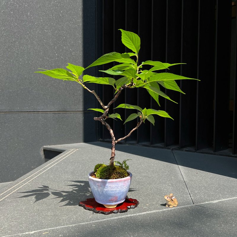 寒樱∣实生原株 中品樱花盆栽 - 植栽/盆栽 - 陶 