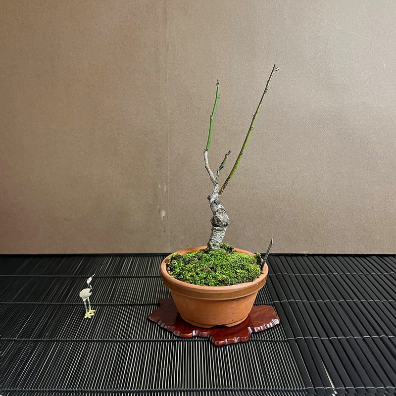八重寒红梅 ヤエカンコウ∣小品梅花盆栽 花芽多 - 植栽/盆栽 - 陶 