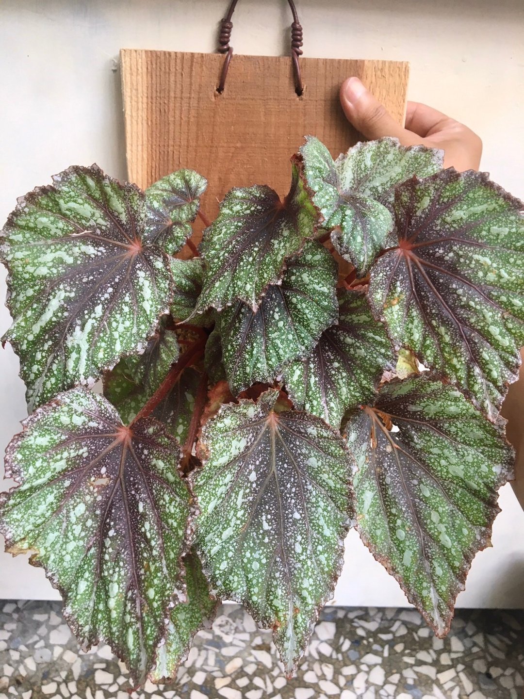【晨露秋海棠】植物上板(大板) 生日礼物 观叶植物 室内植物 - 植栽/盆栽 - 植物．花 