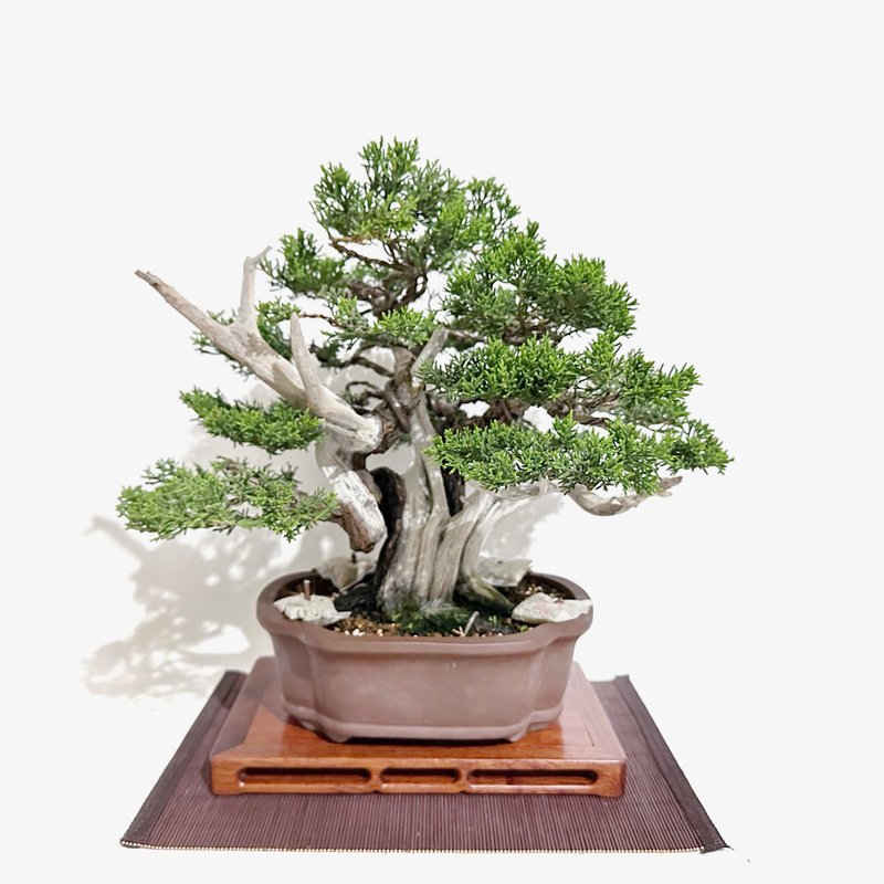 藏品・日本系鱼川真柏・シンパク - 植栽/盆栽 - 植物．花 