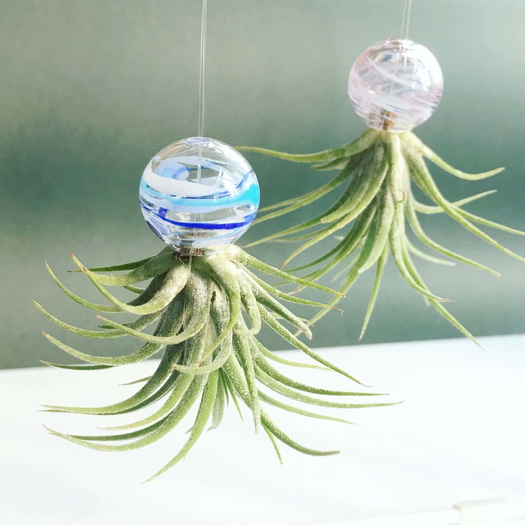 吹玻璃・空气草盆栽挂饰 工作坊 - 陶艺 - 玻璃 