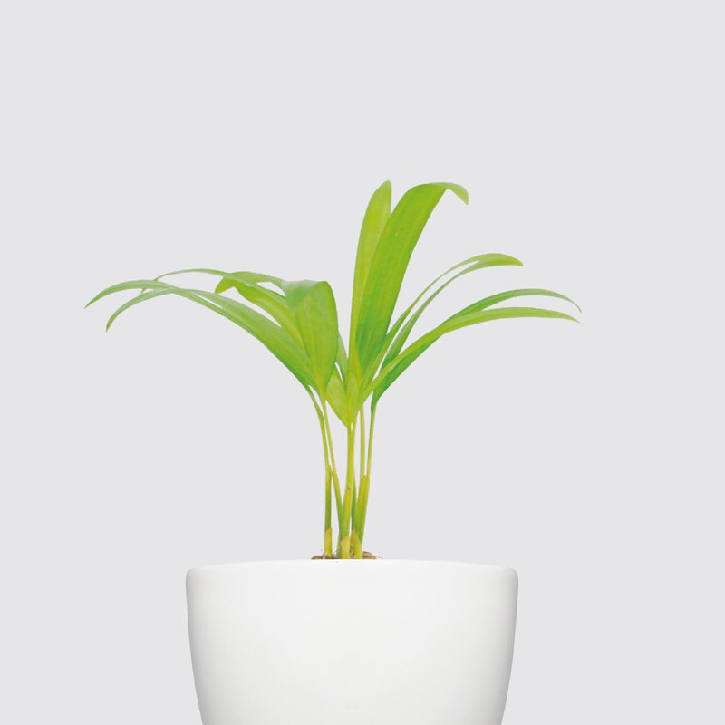 │ 犀力系列 │ 黄椰子 - 空气净化 水耕盆栽 自动补水 - 植栽/盆栽 - 植物．花 白色