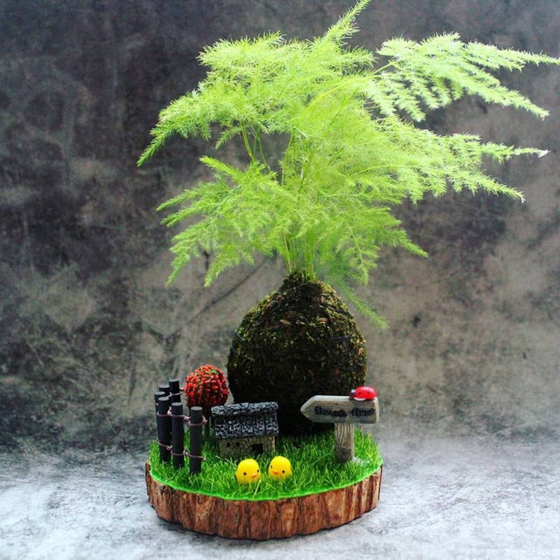 【台北场】下班随手作 | 木质苔球小院 - 植栽 - 植物．花 