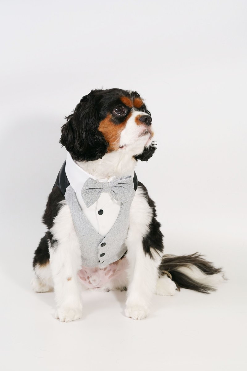 灰色背心西装 宠物衣 - 衣/帽 - 聚酯纤维 