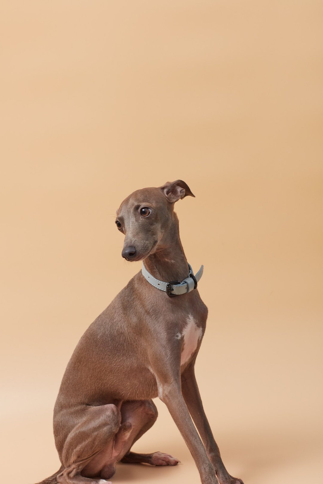 Collar DOGGU - Baby Blue leather size S - 项圈/牵绳 - 真皮 