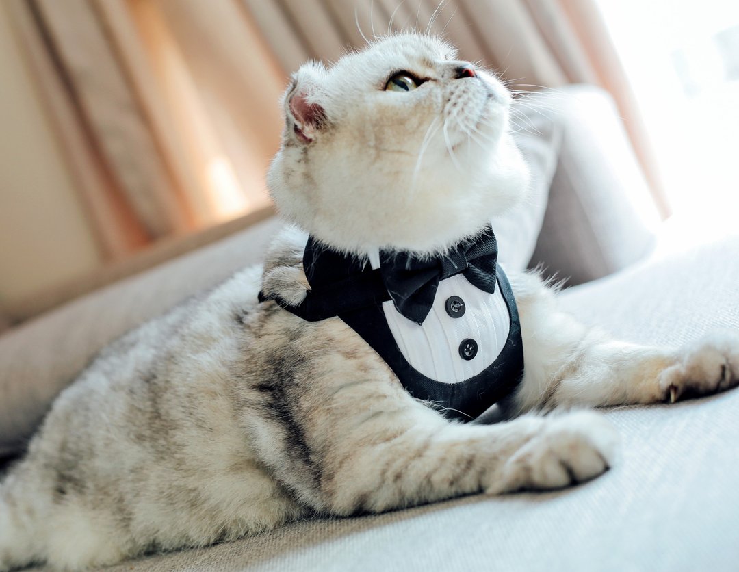执事胸背带【猫猫用】含牵绳 - 衣/帽 - 棉 