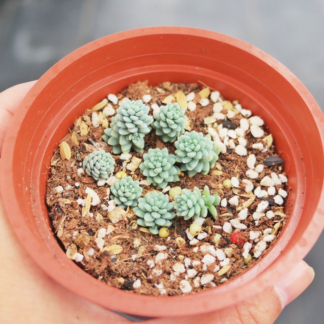 豆豆多肉植物与小杂货-植物-璇叶姬星美人 - 植栽/盆栽 - 纸 