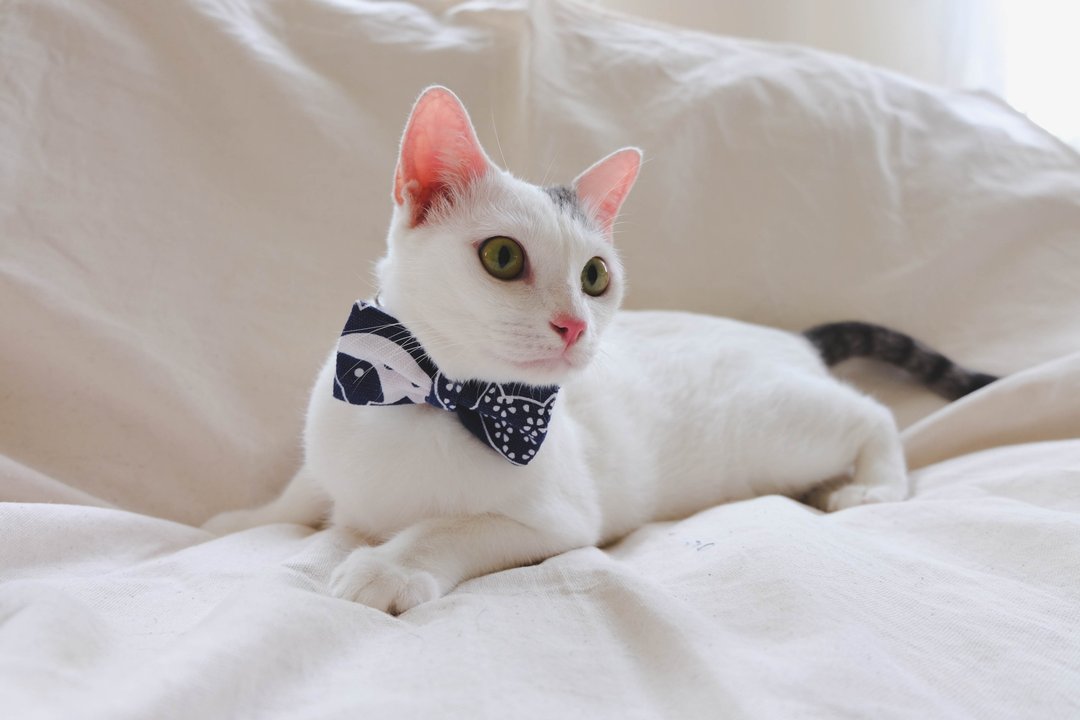 A-NI Collar for cats and dogs, spring rolls (bow) - 项圈/牵绳 - 其他材质 蓝色